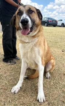 Rose -  Anatolian Shepherd Dog for Adoption in Cleburne, Texas - Rose | PetCurious