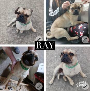 Pug Dogs Available for Adoption - Ray | PetCurious