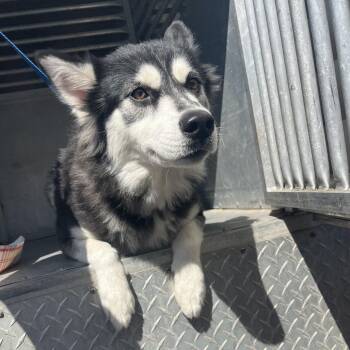 Boo -  Husky Dog for Adoption in Edinburg, Texas - Boo | PetCurious
