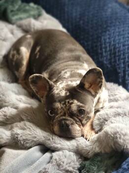 French Bulldog Dogs Available for Adoption - Greta (Video) | PetCurious