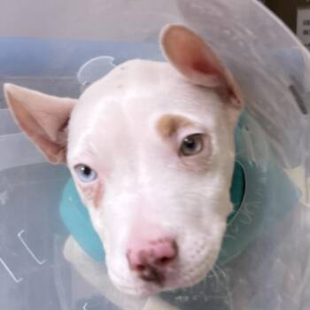 Pit Bull Terrier Dogs Available for Adoption - Gail [Silver] | PetCurious