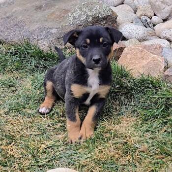Shepherd and Mixed Breed Dogs Available for Adoption in Evergreen, Colorado - Gazpacho | PetCurious