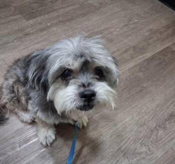 Shih Tzu Dogs Available for Adoption in Maitland, Florida - Zander  | PetCurious