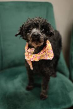 Poodle Dogs Available for Adoption in Frankfort, New York - Nena | PetCurious
