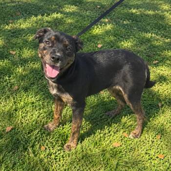 Pepper -  Boston Terrier and Beagle Dog for Adoption in Valdosta, Georgia - Pepper | PetCurious