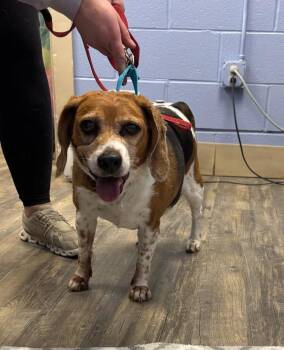 Beagle Dogs Available for Adoption - Paige | PetCurious