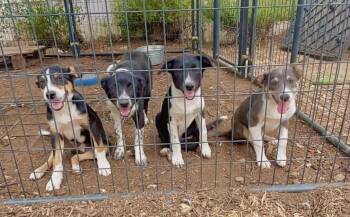Puppy3 -  Border Collie and Australian Cattle Dog Blue Heeler Dog for Adoption in Fresno, California - Puppy3 | PetCurious