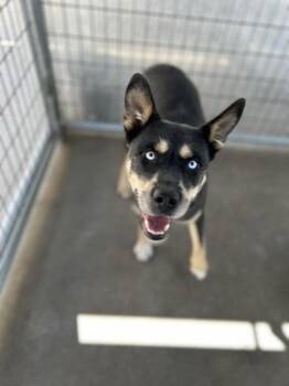 Valerie -  Terrier Dog for Adoption in Victorville, California - Valerie | PetCurious