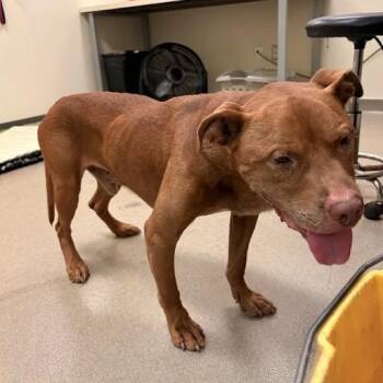 Podo Helmer -  Pit Bull Terrier Dog for Adoption in Lynchburg, Virginia - Podo Helmer | PetCurious