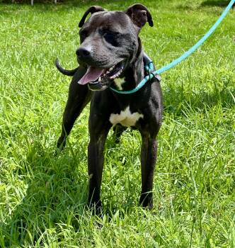 Kaizer -  Pit Bull Terrier Dog for Adoption in Sparta, North Carolina - Kaizer | PetCurious