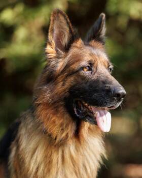 Elektra -  German Shepherd Dog Dog for Adoption in Dacula, Georgia - Elektra | PetCurious