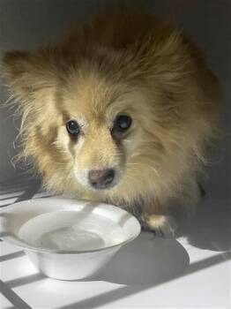 CHLOE -  Pomeranian Dog for Adoption in Houston, Texas - CHLOE | PetCurious