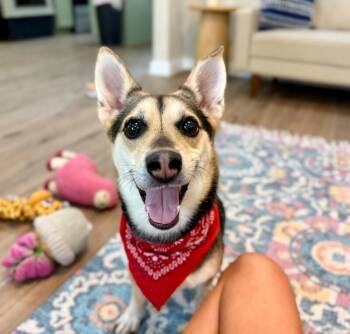 Bubba Wubba Lowrider Cutie -  Corgi and Husky Dog for Adoption in Friendswood, Texas - Bubba Wubba Lowrider Cutie | PetCurious