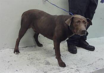 STEVEN -  Labrador Retriever and Mixed Breed Dog for Adoption in Houston, Texas - STEVEN | PetCurious