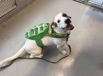 Marilyn -  Mixed Breed Dog for Adoption - Marilyn | PetCurious