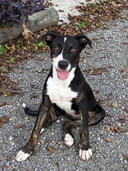 Spotlight -  Terrier Dog for Adoption in Mobile, Alabama - Spotlight | PetCurious