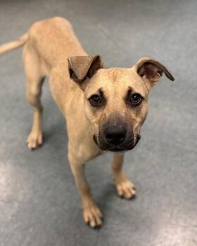 Yankee -  Pit Bull Terrier Dog for Adoption in Richmond, Virginia - Yankee | PetCurious