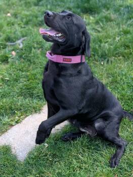Black Labrador Retriever Dogs Available for Adoption in Chambersburg, Pennsylvania - Nova Mae | PetCurious