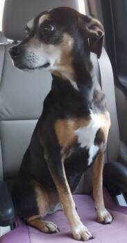 Terrier Dogs Available for Adoption - River | PetCurious