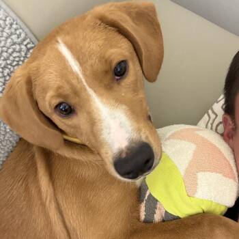 Koda -  Hound and Mixed Breed Dog for Adoption - Koda | PetCurious