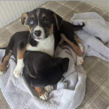 Mixed Breed Dogs Available for Adoption in Shorewood, Illinois - Juno | PetCurious