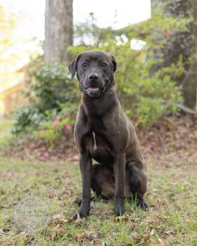 Labrador Retriever and Weimaraner Dogs Available for Adoption - Nacho | PetCurious
