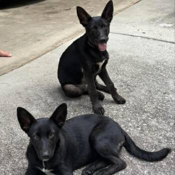 Chloe -  Shepherd Dog for Adoption in Decatur, Georgia - Chloe | PetCurious