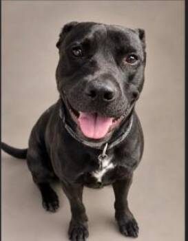 Tank -  Black Labrador Retriever and Pit Bull Terrier Dog for Adoption in Woodbine, Georgia - Tank | PetCurious