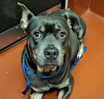 Rescue Mixed Breed Dogs for Adoption in Douglasville, Georgia - Nyla | PetCurious