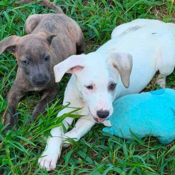 Combs -  Mixed Breed Dog for Adoption in Clarksville, Tennessee - Combs | PetCurious