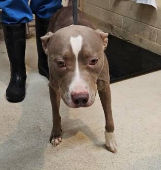 Piper -  Mixed Breed Dog for Adoption in Albany, Georgia - Piper | PetCurious