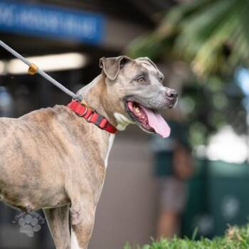 Natali -  Mixed Breed Dog for Adoption in Honolulu, Hawaii - Natali | PetCurious