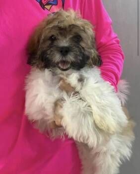 Shih Tzu Dogs Available for Adoption in New York, New York - Pippa (OH) | PetCurious