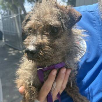 Terrier and Mixed Breed Dogs Available for Adoption in Chino Hills, California - Grayson - Chino Hills Location | PetCurious