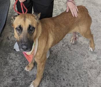 Rescue German Shepherd Dog Dogs for Adoption in Huntington, New York - Buddy | PetCurious