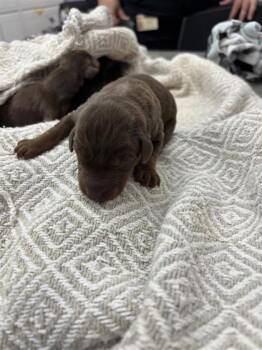 Rescue Doberman Pinscher and Mixed Breed Dogs for Adoption in El Paso, Texas - Pup 5 | PetCurious