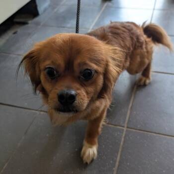 Papa Onyx -  Mixed Breed Dog for Adoption in Fairport, New York - Papa Onyx | PetCurious
