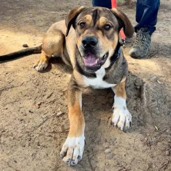 Tupac -  Shepherd Dog for Adoption in San Jacinto, California - Tupac | PetCurious
