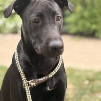 Onyx -  Black Labrador Retriever and Catahoula Leopard Dog Dog for Adoption in Vienna, Ontario - Onyx | PetCurious