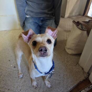 Mixed Breed Dogs Available for Adoption in Sioux Falls, South Dakota - Tiny Man | PetCurious