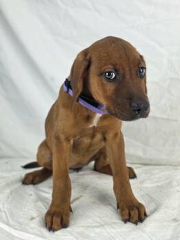 Candy the Hound puppy -  Redbone Coonhound and Labrador Retriever Dog for Adoption in Muskego, Wisconsin - Candy The Hound Puppy | PetCurious