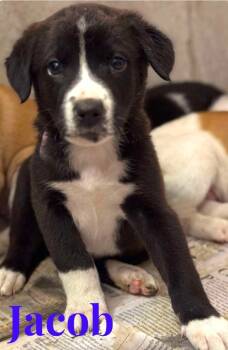 Rescue Border Collie and Labrador Retriever Dogs for Adoption in El Dorado, Arkansas - Jacob | PetCurious