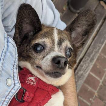 Beauregard the 4th -  Chihuahua Dog for Adoption in Columbia, South Carolina - Beauregard The 4th | PetCurious