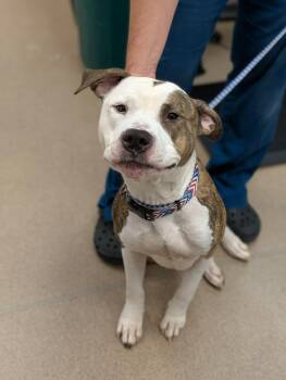 Charlee -  American Bulldog Dog for Adoption in Chambersburg, Pennsylvania - Charlee | PetCurious