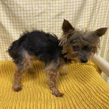 SOPHIE -  Yorkshire Terrier Dog for Adoption in Modesto, California - SOPHIE | PetCurious