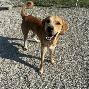 Julio -  Hound Dog for Adoption in Hiawatha, Kansas - Julio | PetCurious