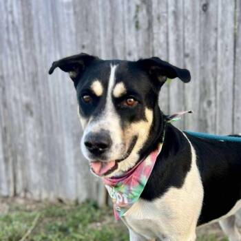 Australian Cattle Dog Blue Heeler and Shepherd Dogs Available for Adoption - Bobby | PetCurious