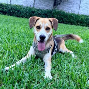 Ringo -  Beagle and Siberian Husky Dog for Adoption in Miami, Florida - Ringo | PetCurious