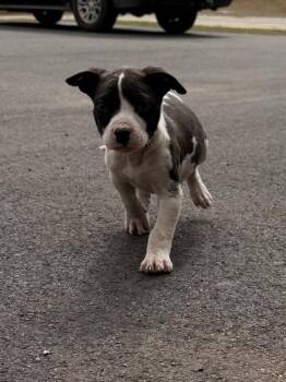 Fox Terrier and Mixed Breed Dogs Available for Adoption - 26-119 Sven | PetCurious
