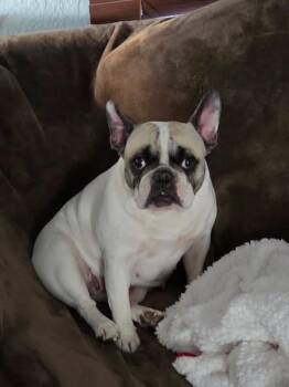 Piper -  French Bulldog Dog for Adoption in Smithville, Missouri - Piper | PetCurious